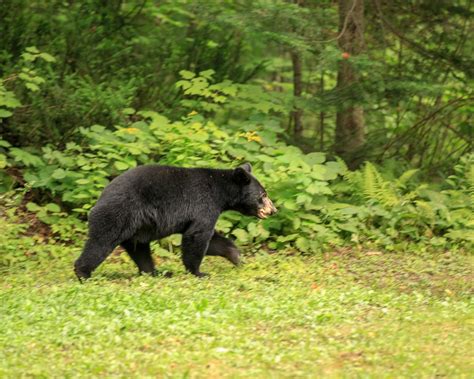 7 facts about Black Bears - Parks Blog