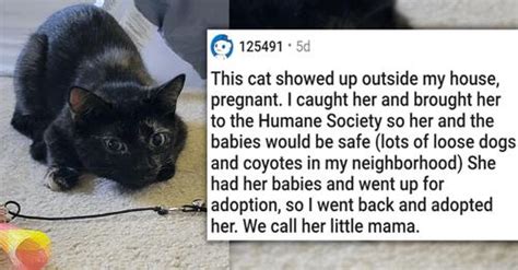 18 Wholesome Cats Adoption Stories From Around The Web - I Can Has ...