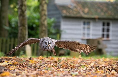 Birds of Prey at the Andover Hawk Conservancy - Timeline Events