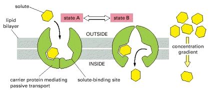 How do carrier proteins work? | Socratic