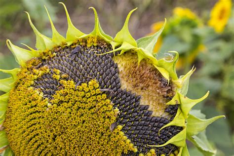 How To Get Sunflower Seeds Out Of Sunflowers | Chicago Land Gardening