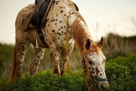 Appaloosa Wallpapers - Top Free Appaloosa Backgrounds - WallpaperAccess