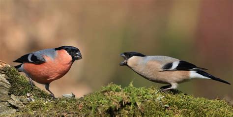 Eurasian Bullfinch Pictures - AZ Animals