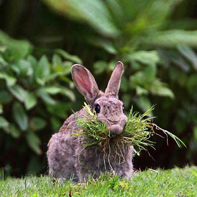 Timothy Hay for Rabbits and Cavies – Smart Seeds Emporium