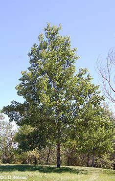 Bigtooth Aspen, Populus grandidentata Michx.