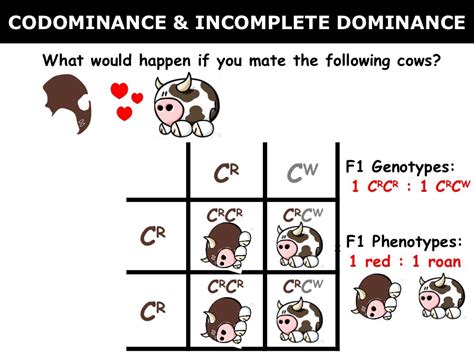 Codominance And Incomplete Dominance Examples