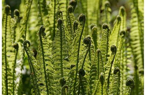 How to Identify, Cook, and Eat Edible Ferns | The Best Way - Survival ...