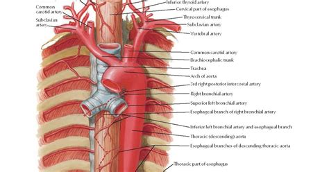 Bronchial Artery Anatomy - Anatomy Book