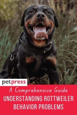 101 Guides: Understanding Rottweiler Behavior Problems