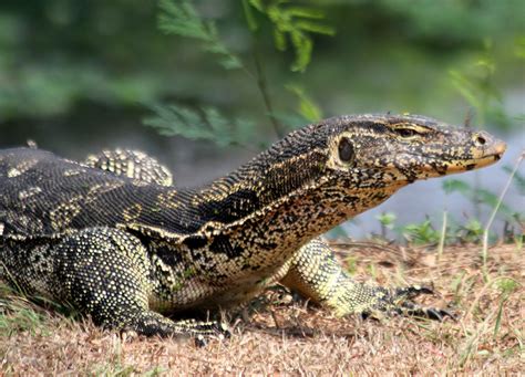 family Varanidae - monitor lizards - (Water varaan (varanidae) by Thai ...