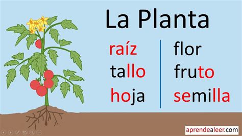 Partes de una planta para niños - raiz tallo hojas flores frutos y semillas - YouTube