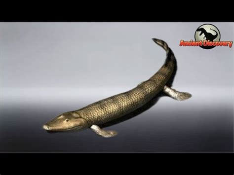 The Lobe-Finned Fish | Our goal: To reach the land | Evolution Story ...