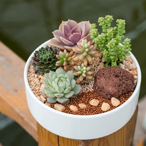 DIY Succulent Soil: A Recipe for Success - Crafting Her Blooms