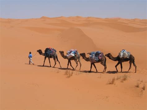 Camel trekking in Morocco – Zagora desert