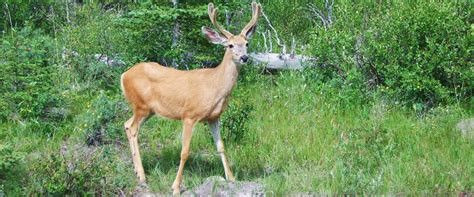 Banff Evening Wildlife Tour | Discover Banff Tours