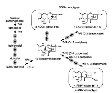 Trichothecene Biosynthesis (Kimura et al. , 2003) | Download Scientific ...