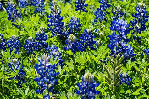 Ennis Bluebonnet Trails in Ennis, Texas - James Johnston