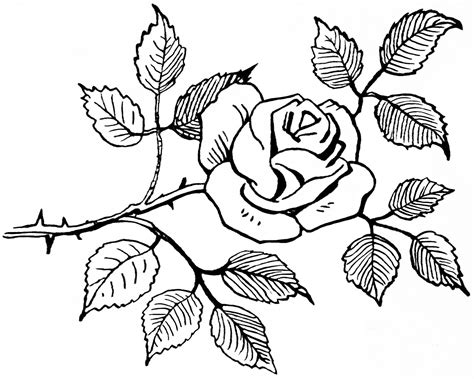 Rose black and white rose flower images clipart - WikiClipArt