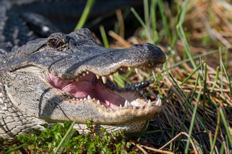 Alligator Teeth: How Many Teeth Does an Alligator Have?