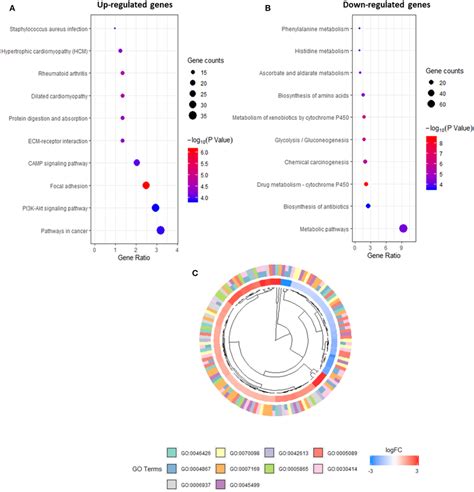 | Kyoto Encyclopedia of Genes and Genomes (KEGG) pathway analysis of ...