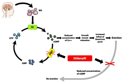 Cellular perspective of the erection pathway and mechanism of action of PDE5 inhibitors | For-us ...