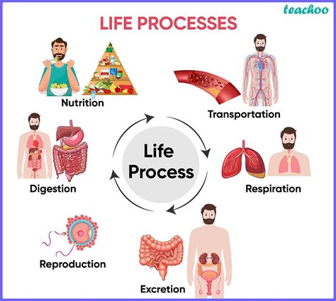 What are Life Processes? - Biology Class 10 - Teachoo - Concepts