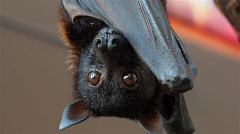 A Hidden Threat to Bats: Hunting • The Revelator