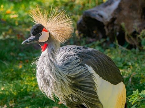 16 Amazing African Birds In The World - Red Rock Scenic By Way