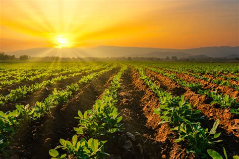 Peanuts Plantation In Countryside Thailand Near Mountain Stock Photo - Download Image Now - iStock