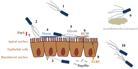 Adhesins, bacterial; Adhesins, Fimbrial; Bacterial Adhesins; Fimbrial Adhesins