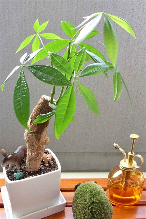 Pachira - care, watering, diseases, propagating money tree