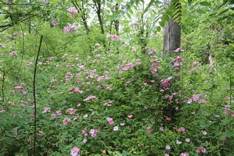 Learn about 3 Native Roses — Indigenous Landscapes