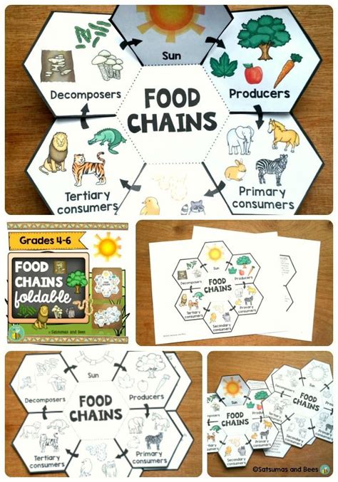 Great opportunity for your students to learn about food chains in an engaging and fun way ...