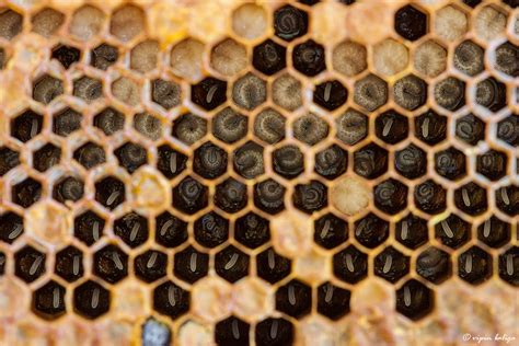 Stages of development - Dwarf Honey bee | This honeycomb was… | Flickr