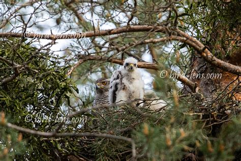 Northern Goshawks at the nest – Bird Lens