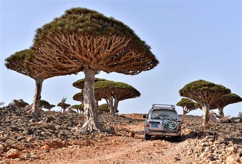 Dragon's Blood Trees | Socotra Island, Yemen | Rod Waddington | Flickr