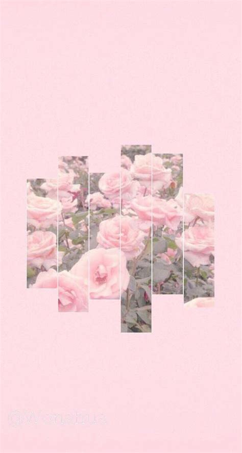 Pink rose wallpaper | Pastel pink wallpaper, Pink aesthetic, Rose wallpaper