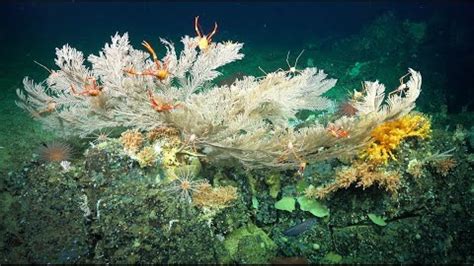 Take a look at the thousand-year-old deep-sea coral reefs untouched by ...