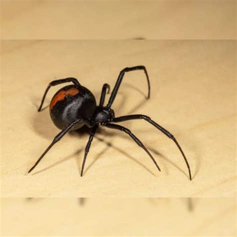 Redback Spider Bite Symptoms - Infoupdate.org