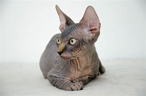 Sphynx breed description, characteristics, appearance, history ...