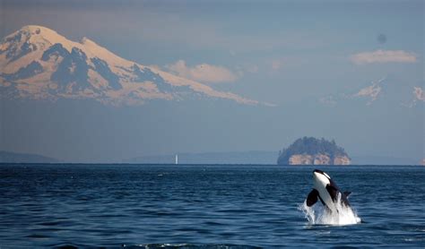 Puget Sound Orcas - The Nature Conservancy in Washington