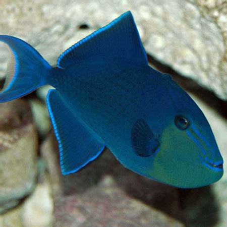 Blue Trigger Medium - Aquatics To Your Door