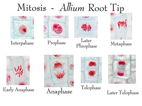 Allium root mitosis (ch. 8) | Mitosis, Mitosis activity, Biology