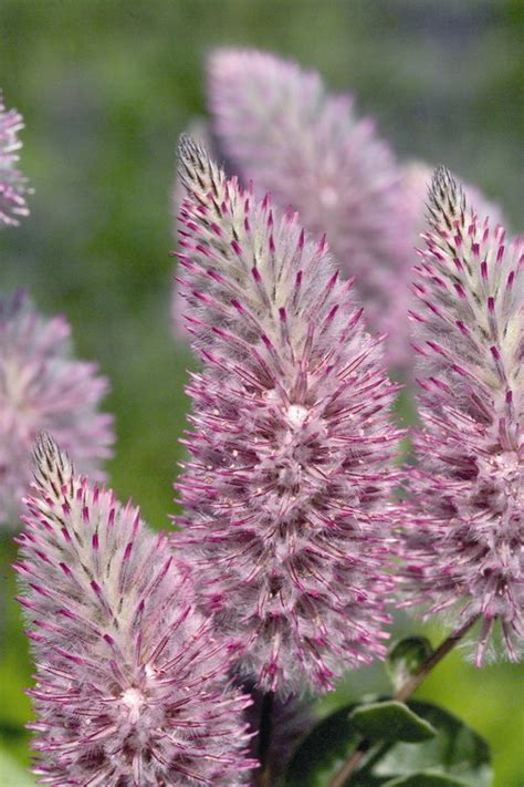 Ptilotus Joey (Common Name - Pink Mulla Mulla) 125mm Pot - Dawsons Garden World