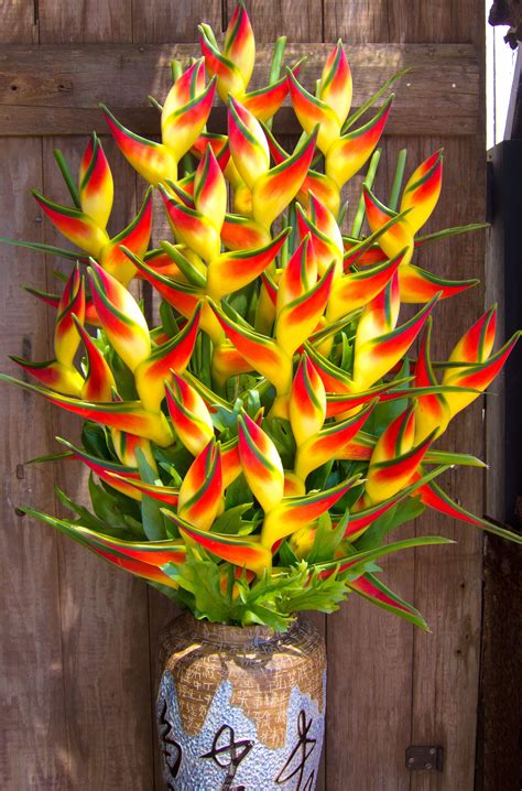 Heliconia arrangement | Heliconia | Pinterest