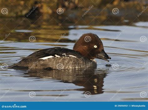 Female Goldeneye duck stock image. Image of reflection - 29094951