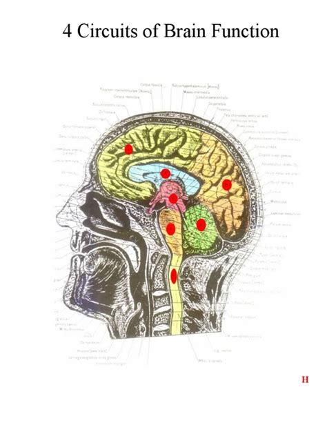 4 Circuits of Brain Function | PDF