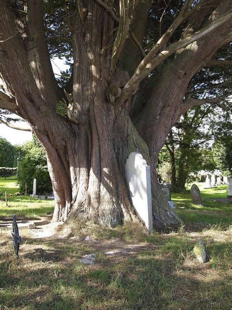 'On a flesh and bone foundation': An Irish History: Tombstone Tuesday: Overrun by Mother Nature ...