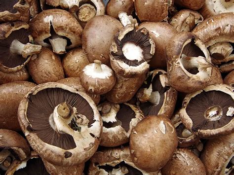 Why are Portobello Mushrooms so Expensive? – Mushroom Flow