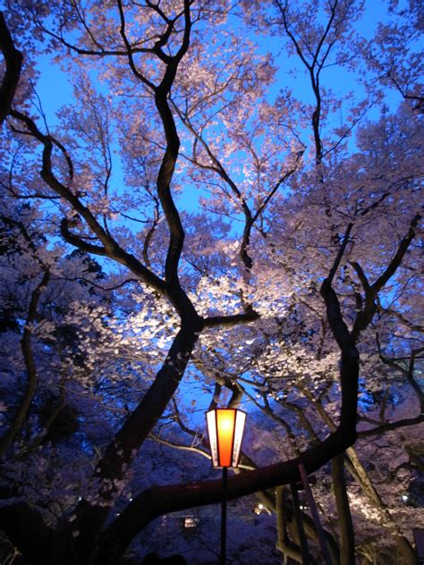 Cherry blossoms in Takato, Nagano, Japan - 2009